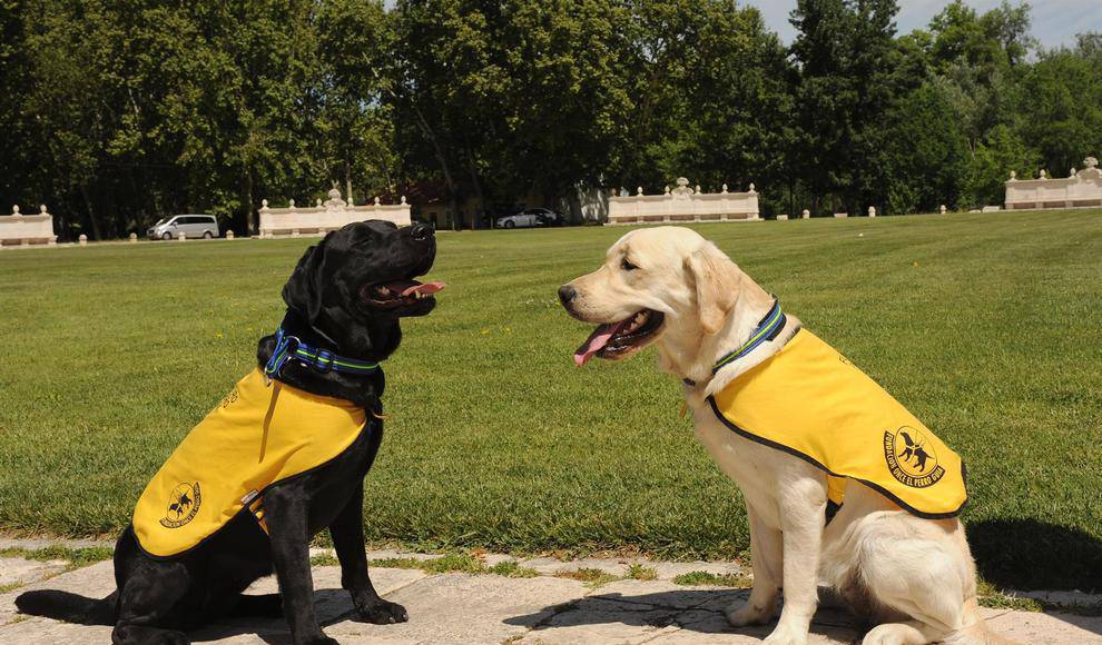 Una pareja de perros guía de la FOPG , un labrador y un golden retreiver, 