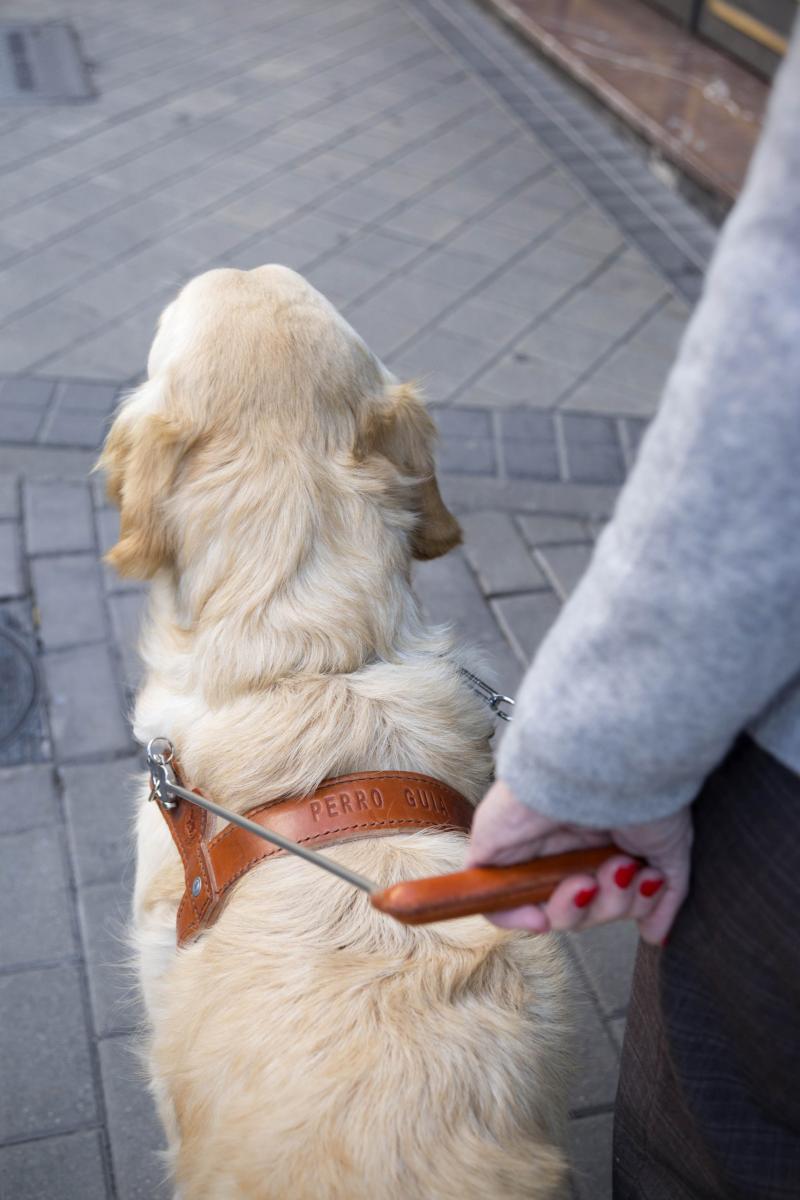 Imagen de la mano de una mujer ciega sujetando el arnés de su perro guía