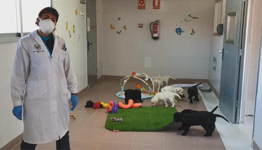 Un grupo de cachorritos jugando en las instalaciones de la FOPG durante la pandemia