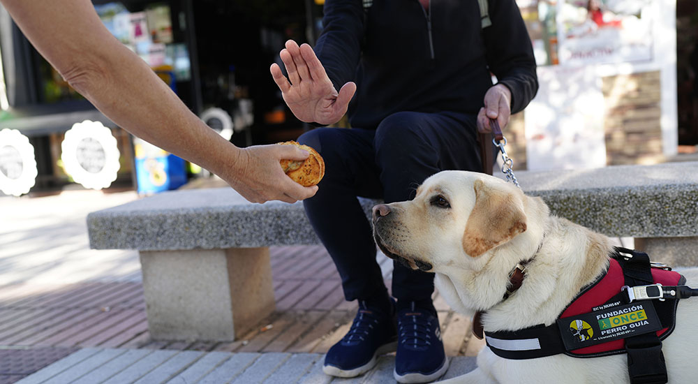 Una mano indicando el rechazo a otra que ofrece alimentos a un perro guía trabajando