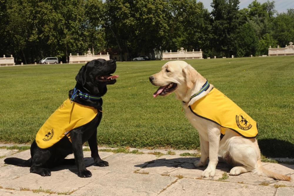 Perros guía con chalecos identificativos