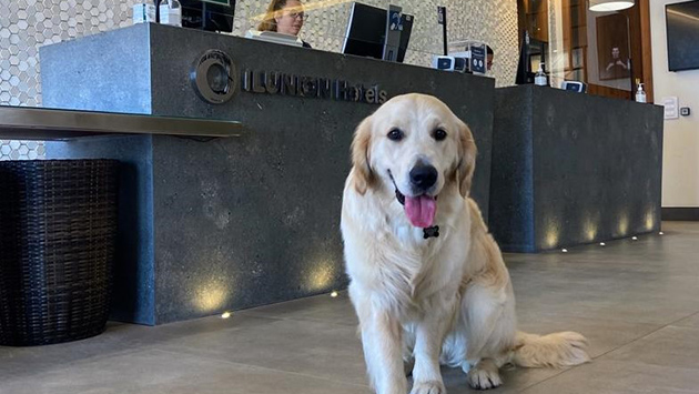 perro_en_recepcion_de_hotel_de_ilunion.jpg