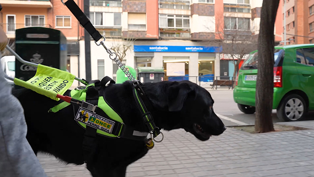Un perro guía guía, en plna labor de guiado por la calle